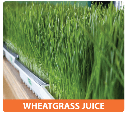 wheatgrass juice